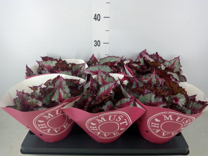 <h4>Begonia BD 'Caribbean Night'</h4>