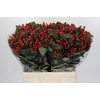 Hypericum Magical Triumph