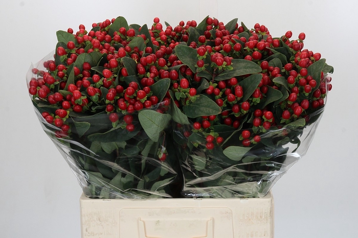 Hypericum Magical Triumph