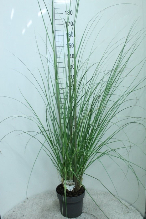 <h4>Cortaderia sell.</h4>