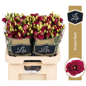 Eust Arosa Red LIS