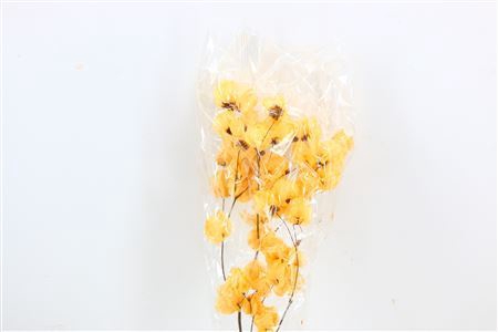 Dried Bougainvillea 55cm Salmon Bunch