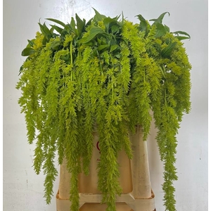 Amaranthus Spider Green Iterson
