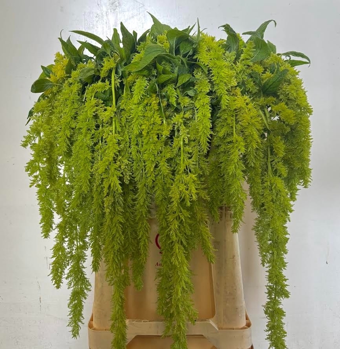 <h4>Amaranthus Spider Green Iterson</h4>