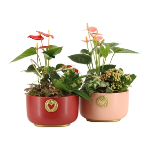 21793: Lovess arrangement