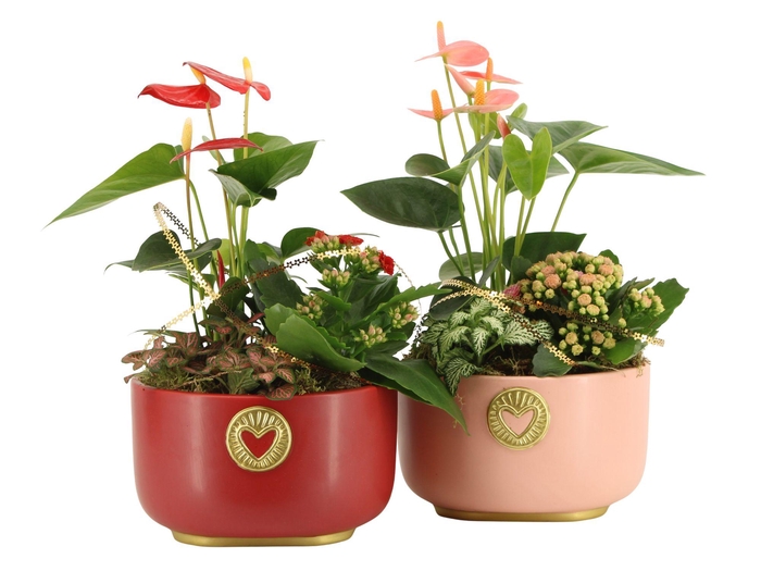 <h4>21793: Lovess arrangement</h4>