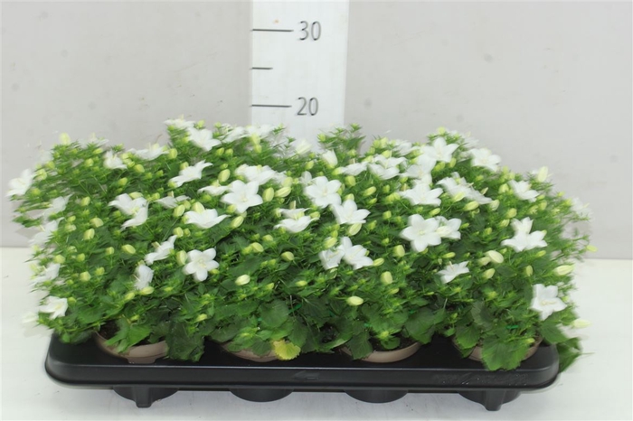 Campanula Is Atlanta White