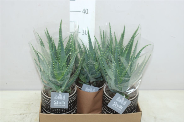 <h4>Aloe Arborescens Maya Keramiek</h4>