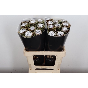 R Wx (rn) Olive Silver