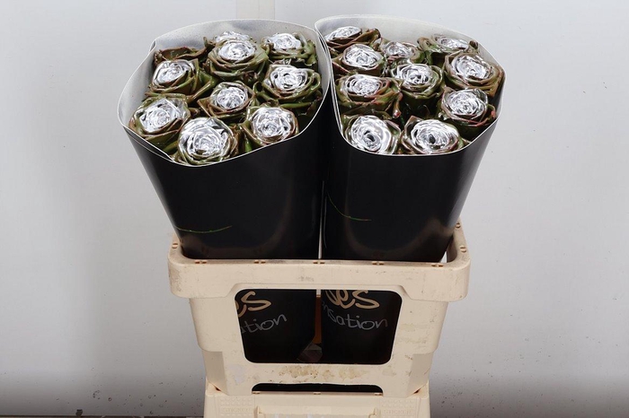 <h4>R Wx (rn) Olive Silver</h4>