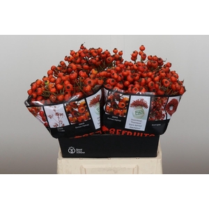 Rozenbottel Sunset Hiphop