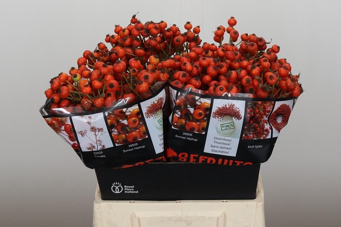 <h4>Rozenbottel Sunset Hiphop</h4>