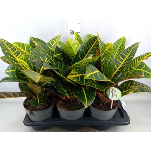 Codiaeum var. GR 'Petra'