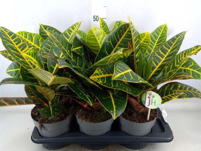 <h4>Codiaeum var. GR 'Petra'</h4>