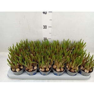 Muscari  'Magic Blue'