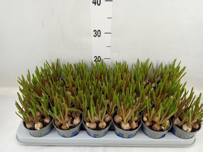 <h4>Muscari 'Magic Blue'</h4>