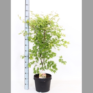 ACER OV