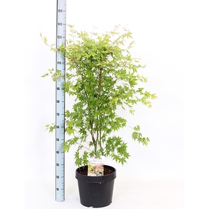 ACER OV