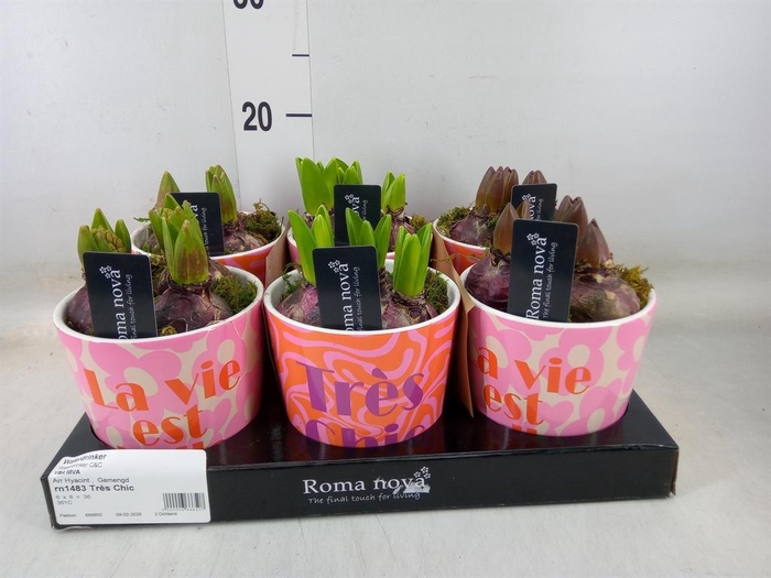 <h4>Arr.  Hyacinthus L%</h4>