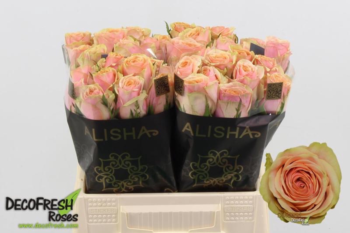 <h4>R Gr Dividend Extra Alisha</h4>