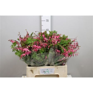 Dicentra Spectabilis