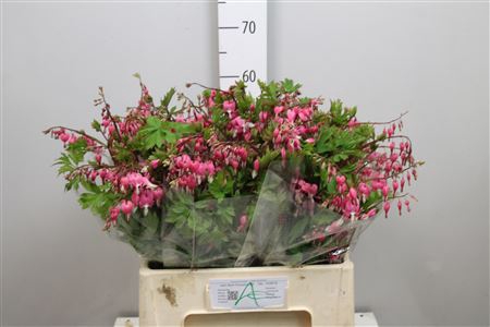 <h4>Dicentra Spectabilis</h4>
