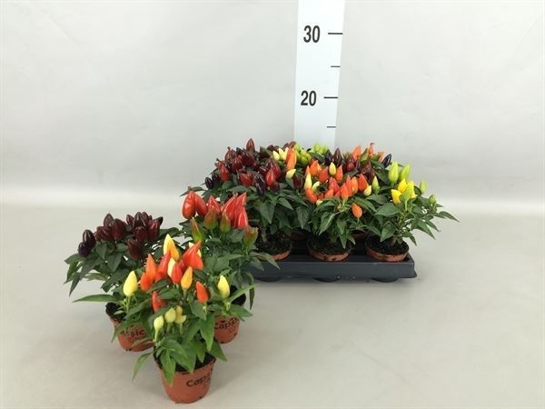 <h4>Capsicum annuum   ...</h4>