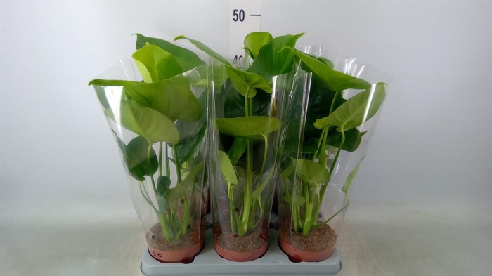 <h4>Monstera   ...</h4>