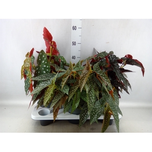 Begonia maculata