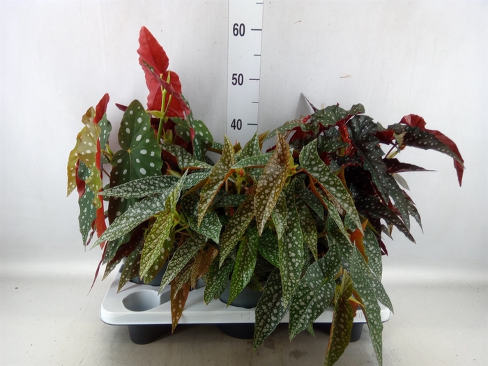 <h4>Begonia maculata</h4>