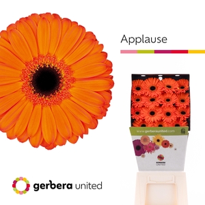 Gerbera Applause Diamond