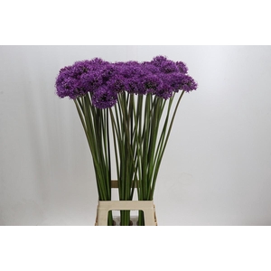 Allium Gladiator