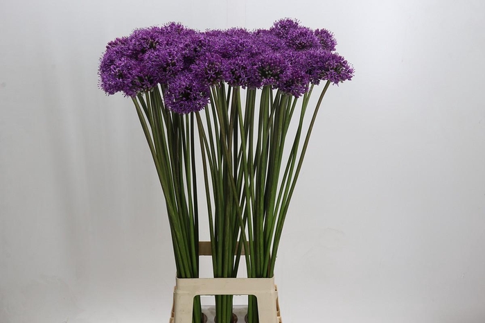 Allium Gladiator