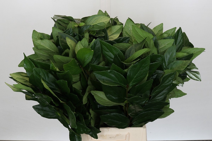 <h4>Viburnum Leaf (Per stem)</h4>