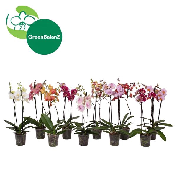 <h4>BalanZ - Phalaenopsis Mix 2t 14+/50-70</h4>