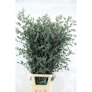 EUCA GU AZURA 150CM