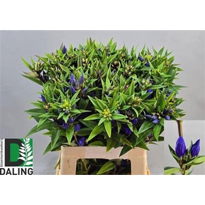 Genti Just Blue