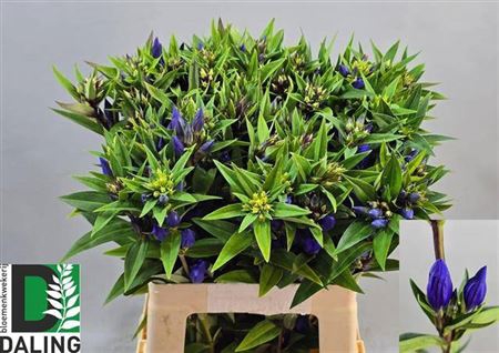 <h4>Genti Just Blue</h4>