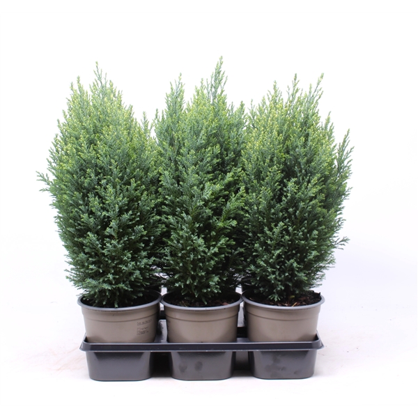 <h4>Chamaecyparis lawsoniana 'Snow White'</h4>