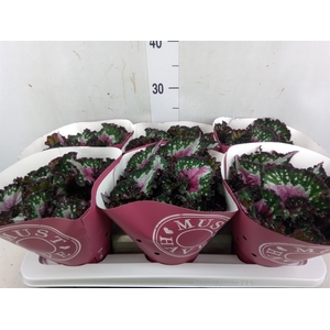 Begonia BD 'Purple Blush'