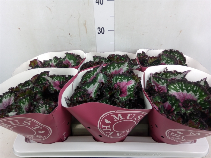 <h4>Begonia BD 'Purple Blush'</h4>