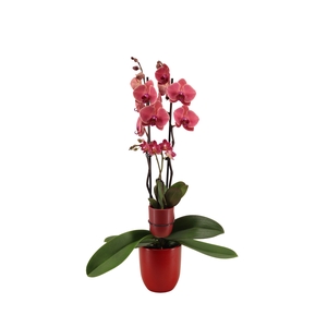 Hugo Wine Red Phal Rood 2T+ Tiny Dolls 2T