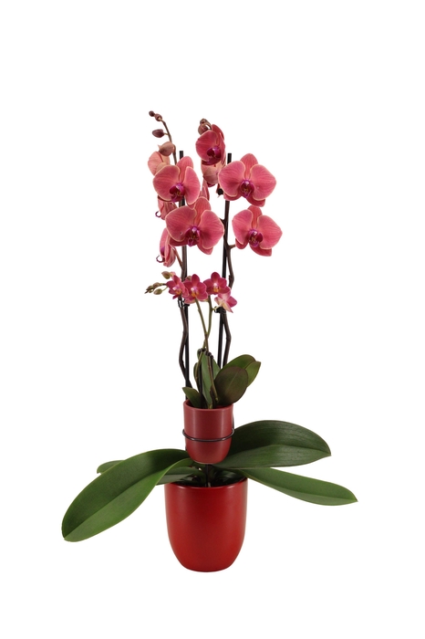 <h4>Hugo Wine Red Phal Rood 2T+ Tiny Dolls 2T</h4>