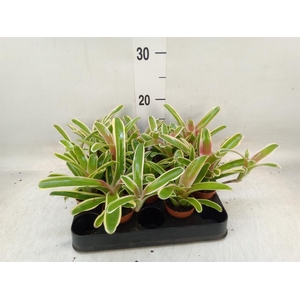 Nidularium  'Fire Ball Striped'