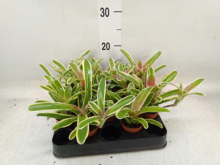 <h4>Nidularium  'Fire Ball Striped'</h4>