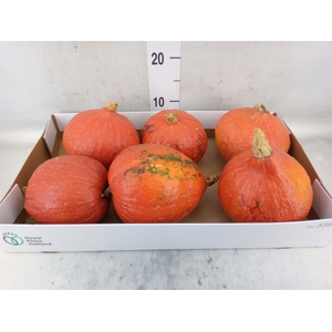 Cucurbita