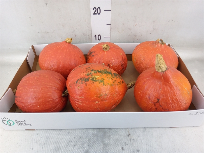 <h4>Cucurbita</h4>