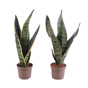 Sansevieria trif. overig