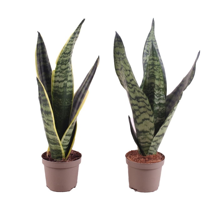 <h4>Sansevieria trif. overig</h4>