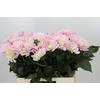 Dahlia  'Princess Kate'